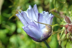 Brodiaea nana