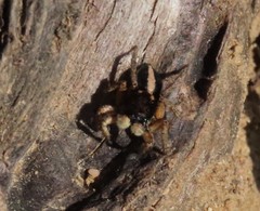 Aelurillus luctuosus