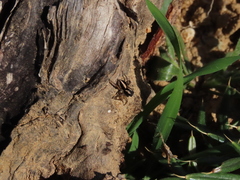 Aelurillus luctuosus