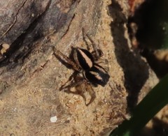 Aelurillus luctuosus