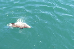 Cephalorhynchus eutropia
