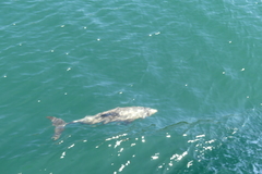 Cephalorhynchus eutropia