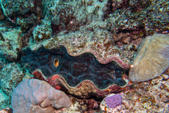 Tridacninae