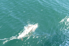 Cephalorhynchus eutropia