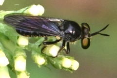 Cerotainia macrocera