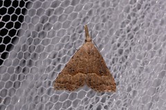 Trigonistis asthenopa
