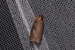 Cryptoptila australana