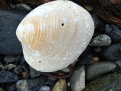 Retrotapes exalbidus