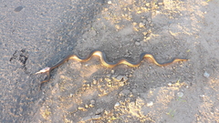 Paraphimophis rusticus