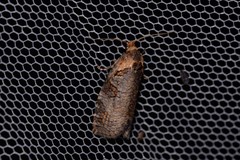 Cryptoptila australana