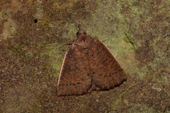 Authaemon stenonipha