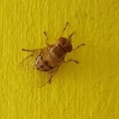 Diptera