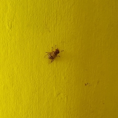 Diptera