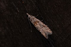 Carposina hyperlopha