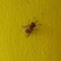 Diptera