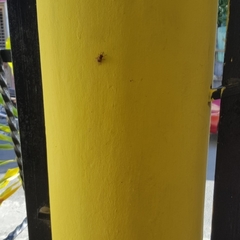 Diptera