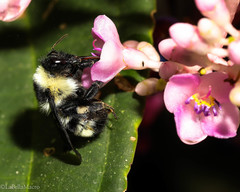Bombus brasiliensis