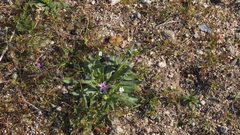 Plagiobothrys arizonicus