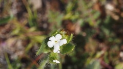 Plagiobothrys arizonicus