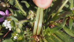 Plagiobothrys arizonicus