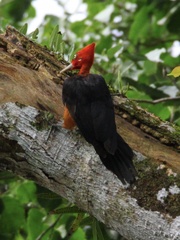 Campephilus rubricollis