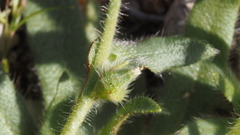 Plagiobothrys arizonicus