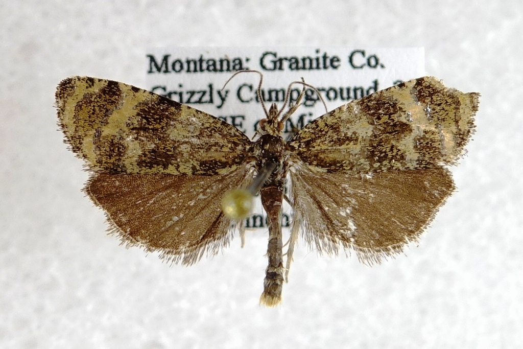 Olethreutes galaxana