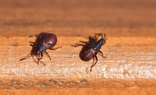 Lime seed bug photo 3