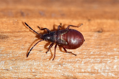 Lime seed bug photo 4