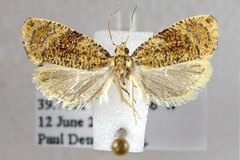 Olethreutes astrologana