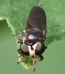 Cerotainia macrocera