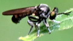 Cerotainia macrocera