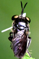 Cerotainia macrocera