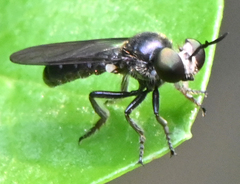 Cerotainia macrocera