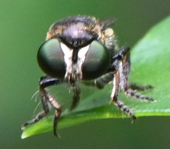 Cerotainia macrocera
