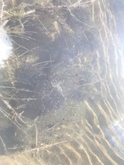 Lithobates yavapaiensis