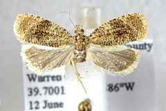 Olethreutes astrologana