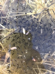 Lithobates yavapaiensis