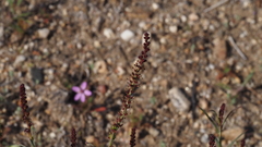 Stillingia linearifolia