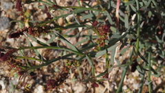 Stillingia linearifolia