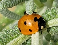 Coccinella septempunctata