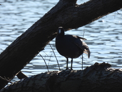 Fulica americana