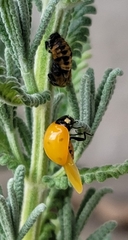 Coccinella septempunctata