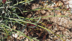 Stillingia linearifolia