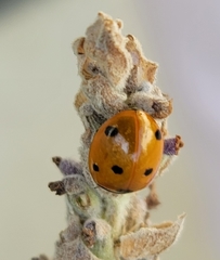 Coccinella septempunctata