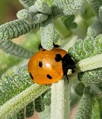 Coccinella septempunctata