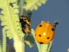 Coccinella septempunctata