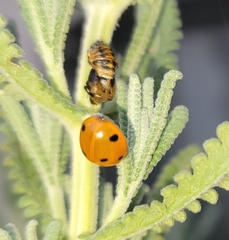 Coccinella septempunctata
