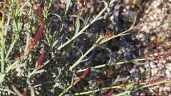 Stillingia linearifolia