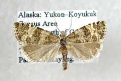 Olethreutes nordeggana